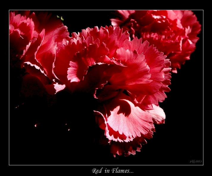 Red in Flames солнце гвоздика