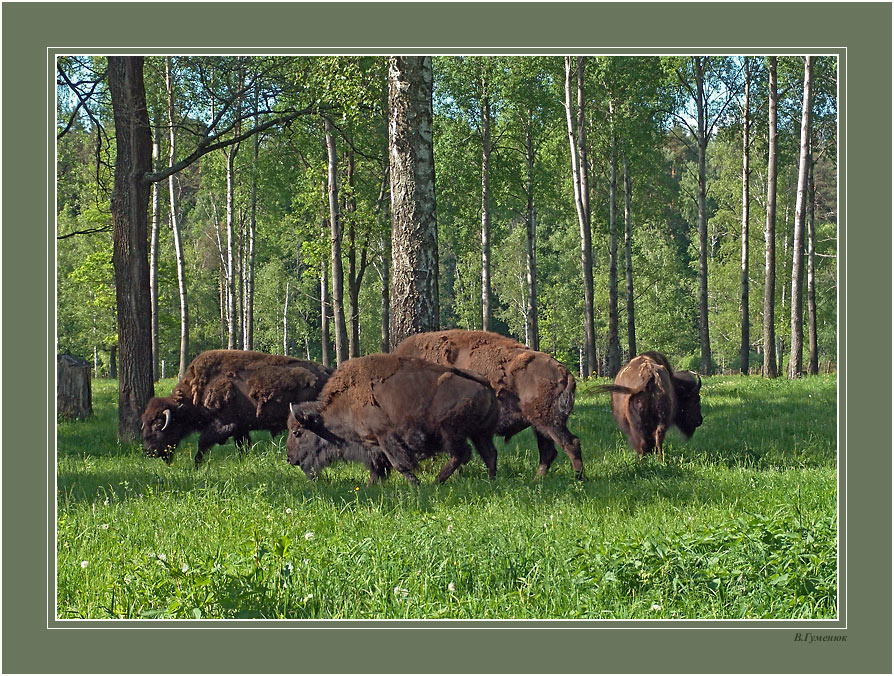 Зубры Зубр Bison bonasusПриокско-террасного заповедник