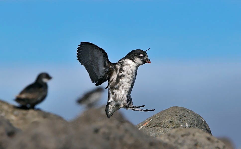 Мягкая посадка Конюга-крошка, Aethia pusilla, Least Auklet, St. George Island, the Pribilofs, Bering Sea, Alaska