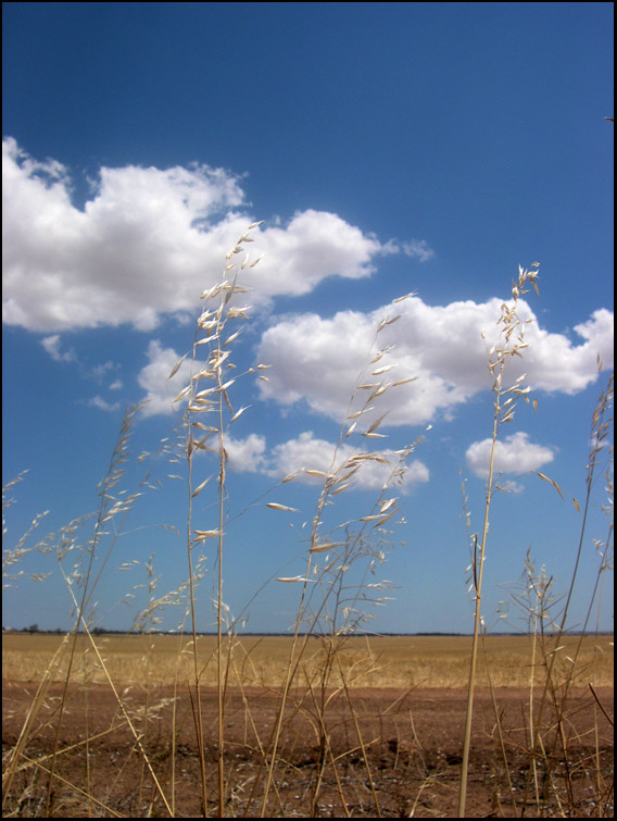 -alone in the wind- 
