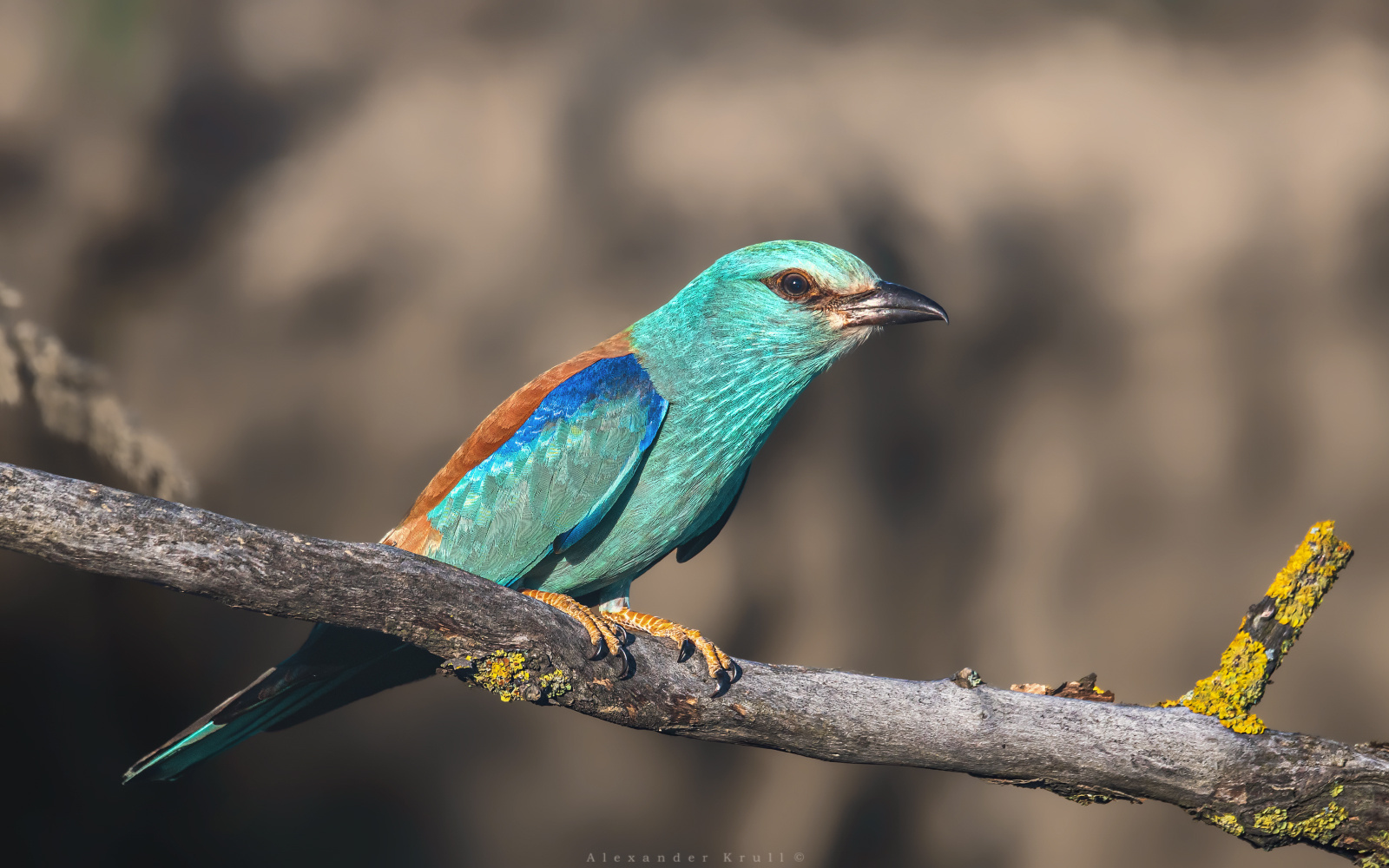 Птица цвета мечты сизоворонка обыкновенная ракша coracias garrulus
