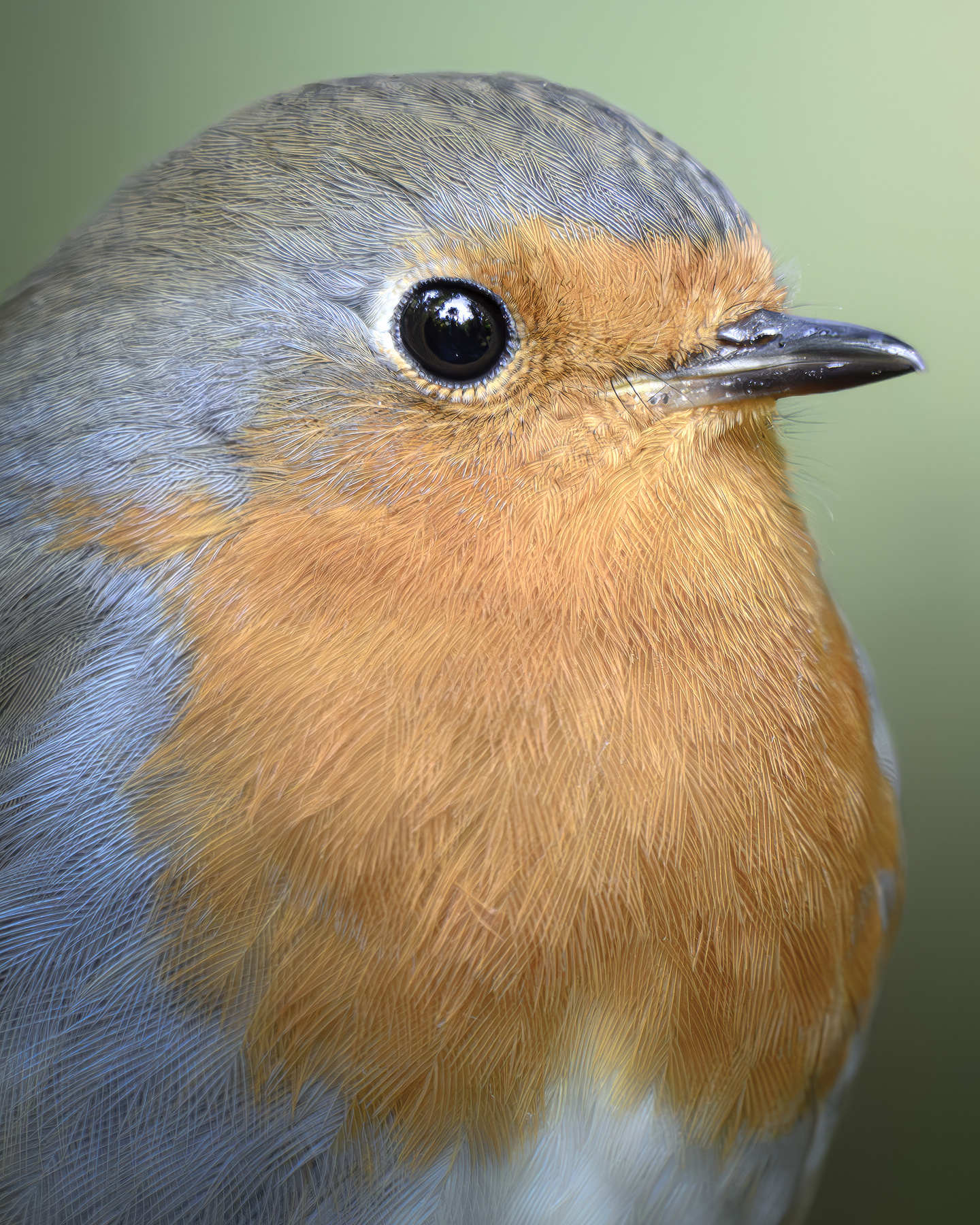 Зарянка (Erithacus rubecula) 