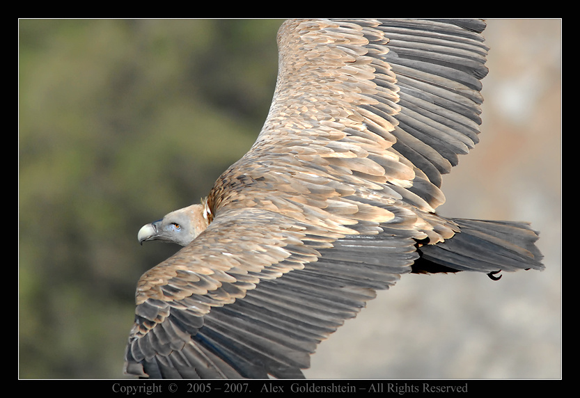 Белоголовый сип (Griffon Vulture). Griffon Vulture Белоголовый-сип (гриф) , Гамла , заповедник , Израиль