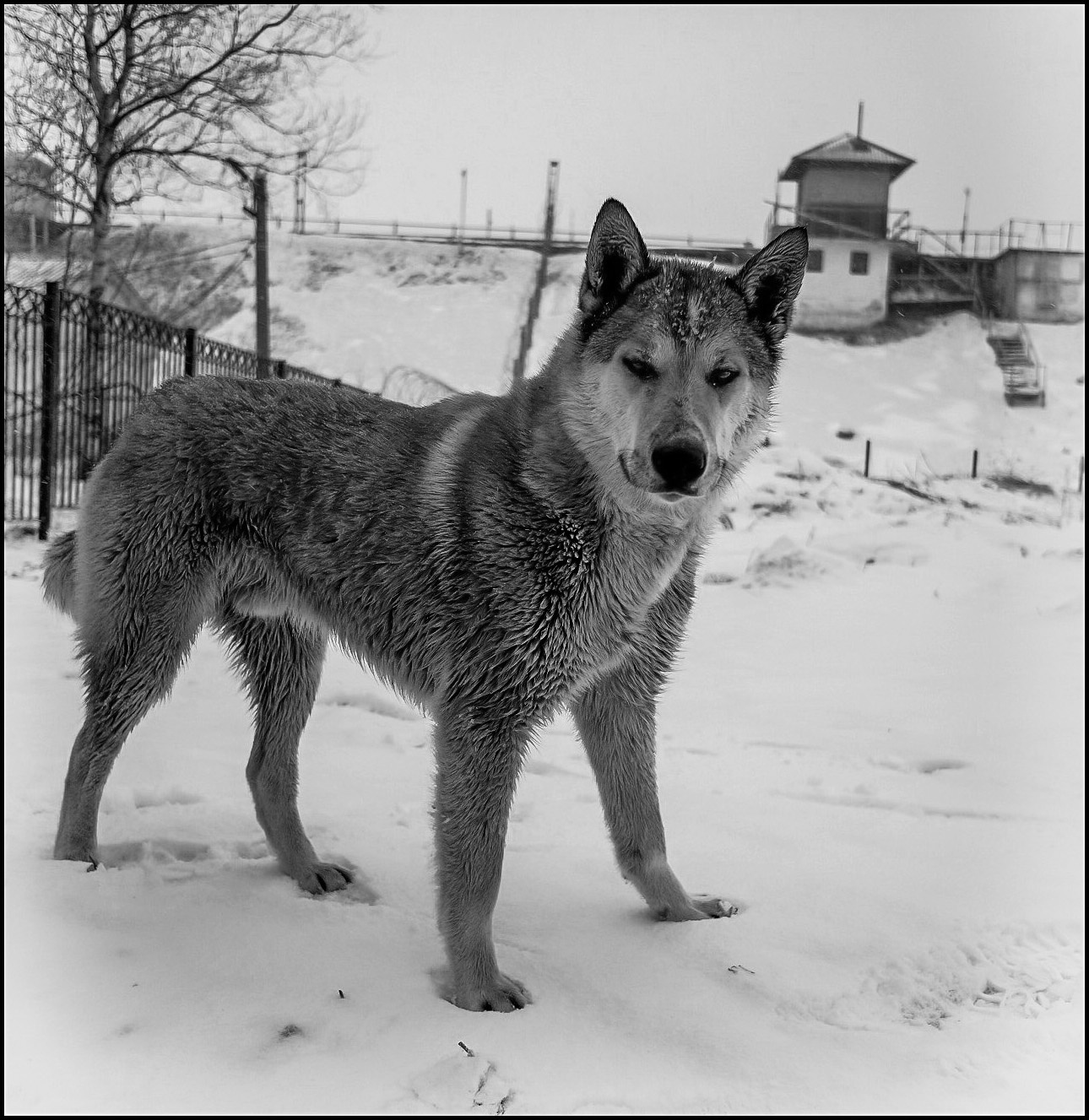 Нежданная встреча 