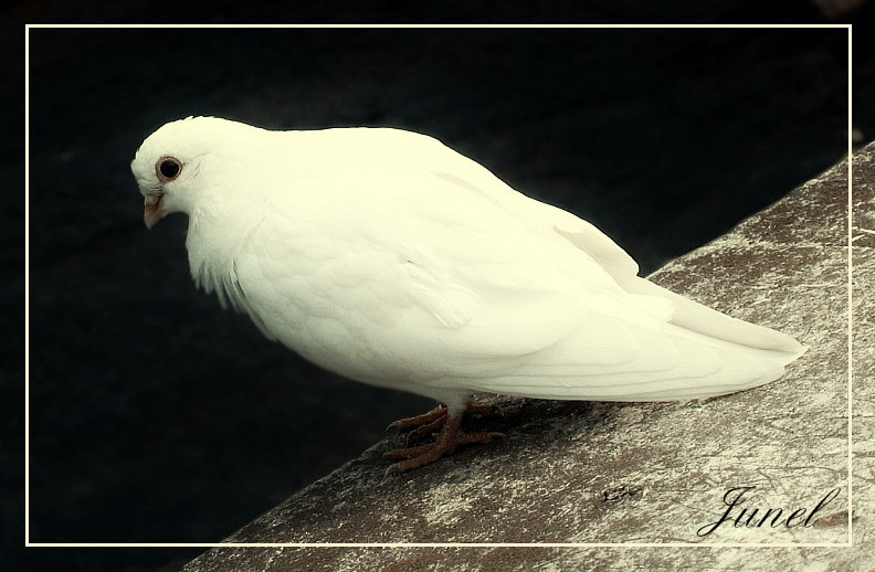 White Dove голубь
