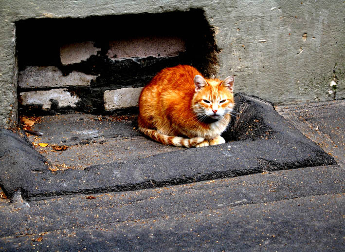 Мой кислотный друг кот рыжий котище