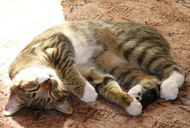 Я на солнышке лежу... кот, кошка, котомафия, солнце, сон