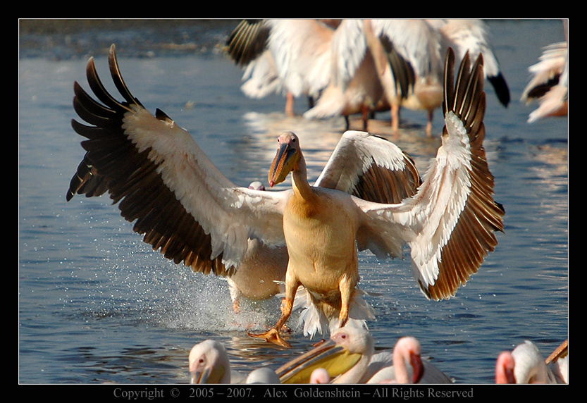 Soft landing. Розовый-пеликан, (Pelecanus-onocrotalus), Африка, Кения, Национальный, парк, озера, Накуру