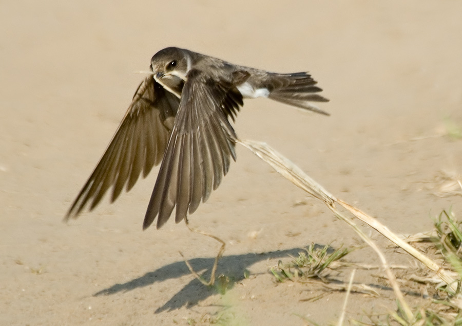 Береговушка-строитель Береговушка, Collared Sand Martin, Riparia, строительство