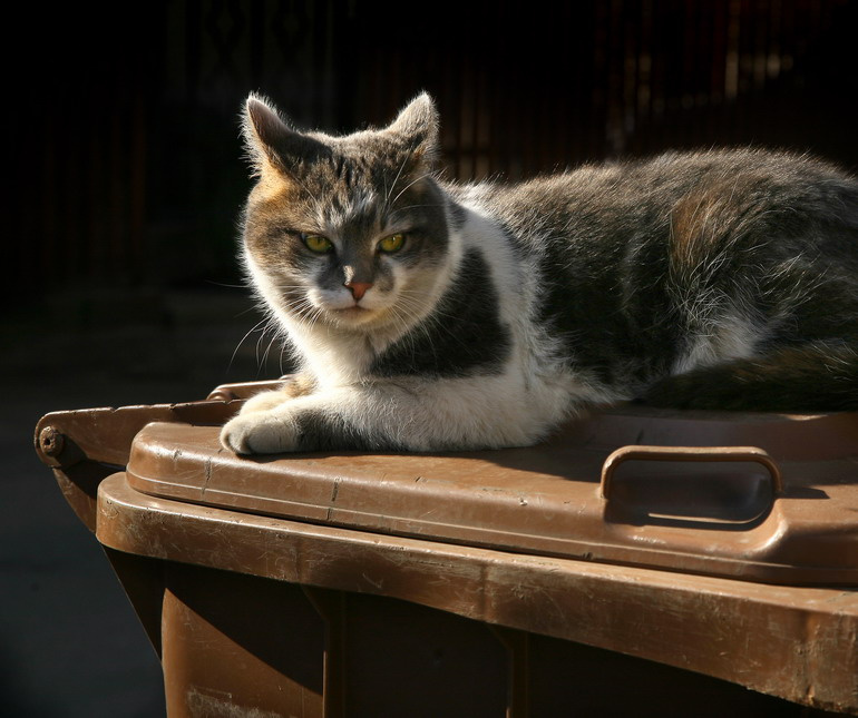 Король улицы 