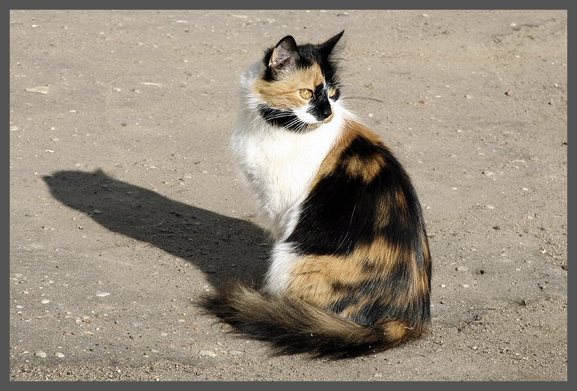 Старый друг:) котик