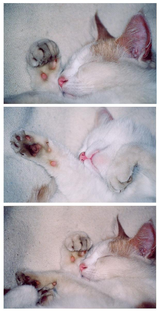 Я мила, когда сплю... кошка сон
