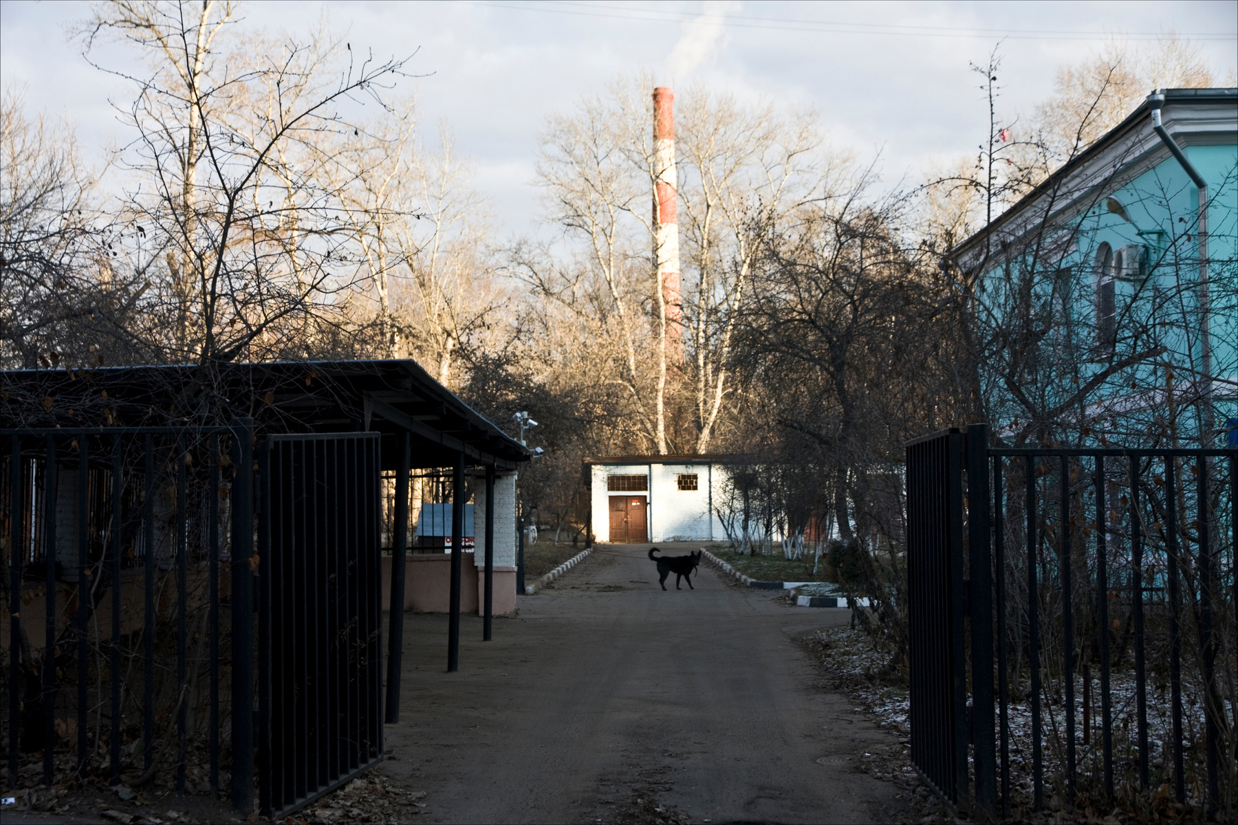 чорный цепной пес 