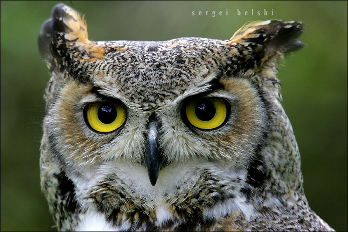 owl bird owl