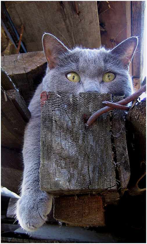 это засада... кошка