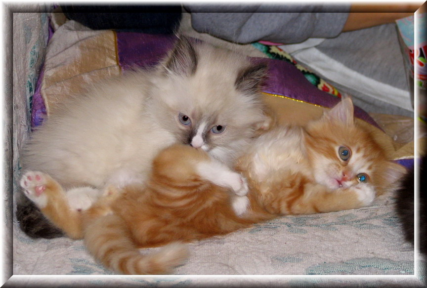 мои кошаки кошаки