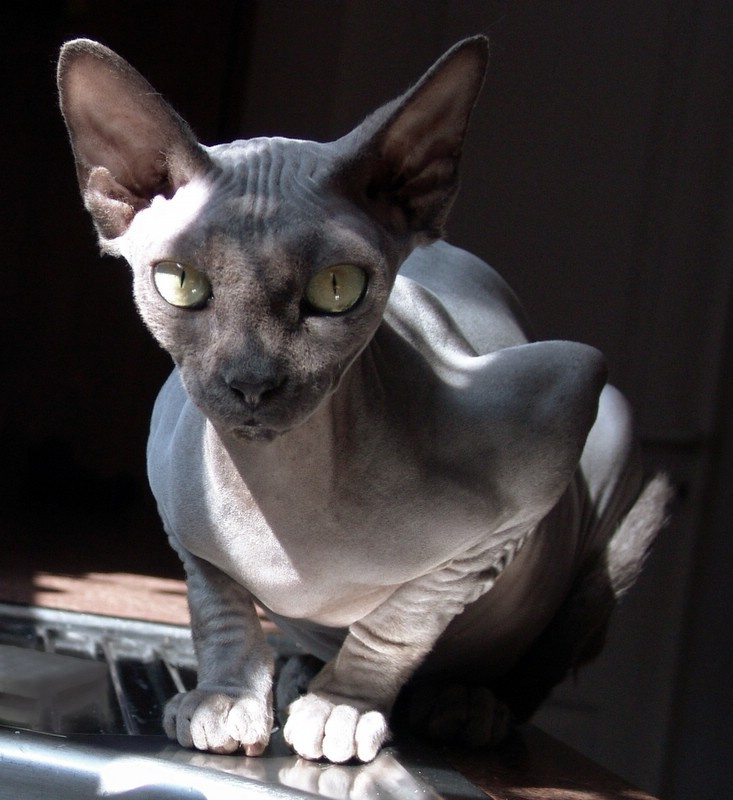 Freda 3 freda sphinx cat