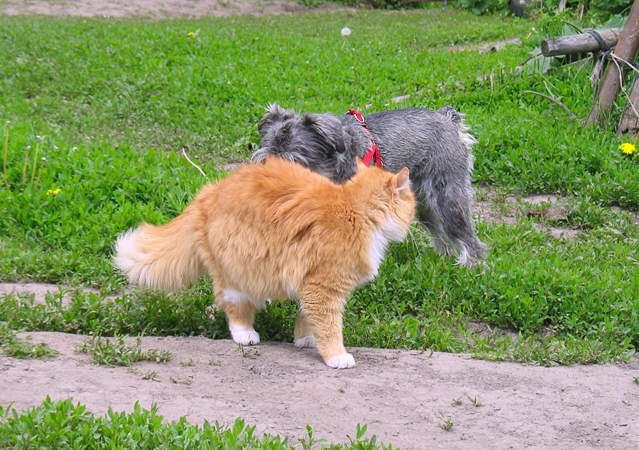 Встреча в деревне (или рыжое и серое) Кошка, собака, игры животных