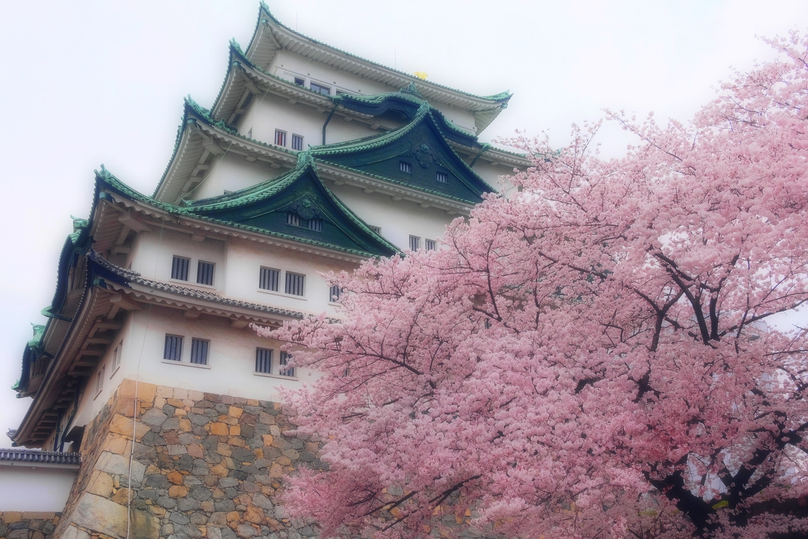 Весна в Nagoya город Нагоя Замок Nagoya сакура ханами традиция апрель красота архитектура Япония