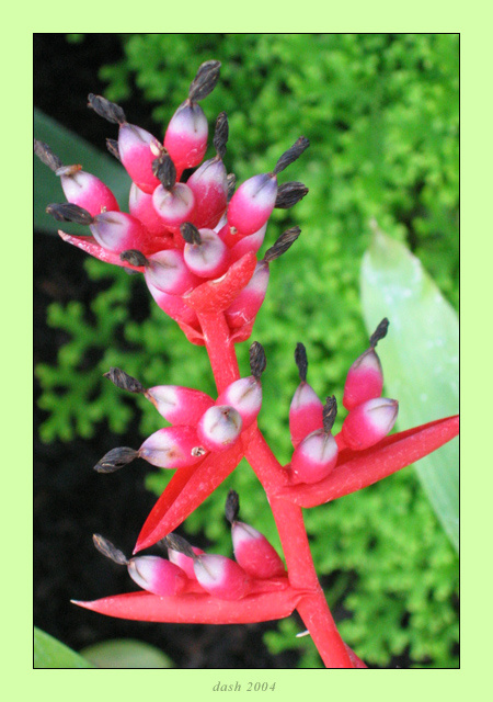 NZ | Red and Green flower цветок