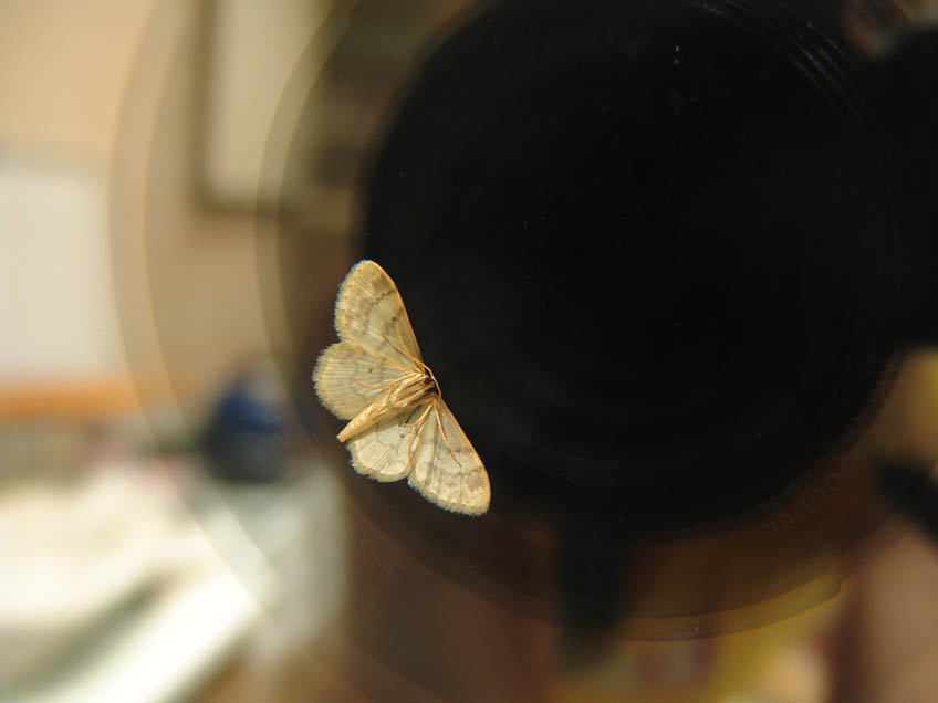 flying into the dark moth