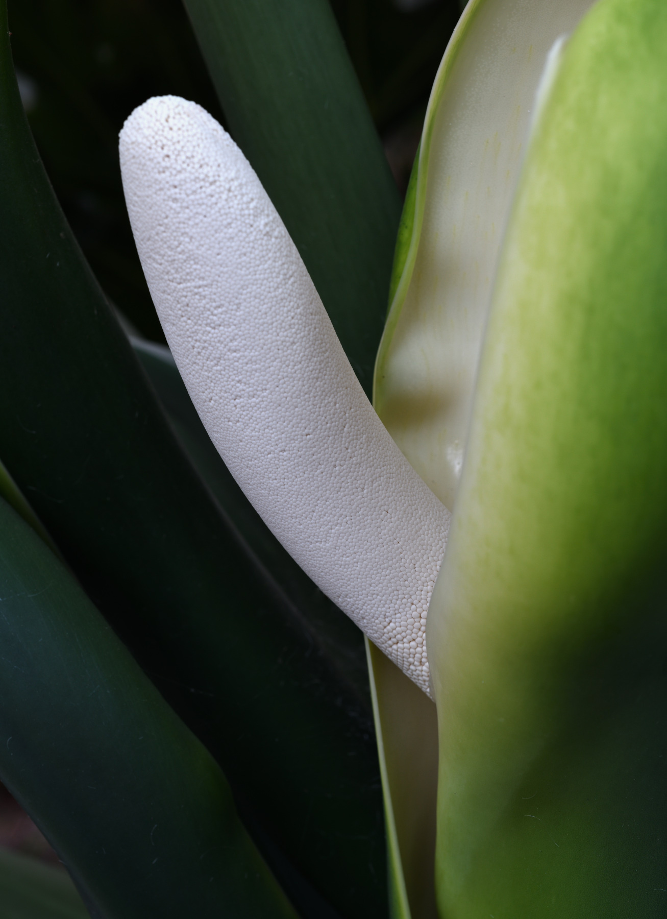 Monstera bloom 