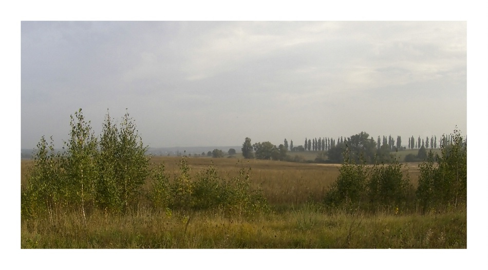 Осенняя зарисовка поле деревья