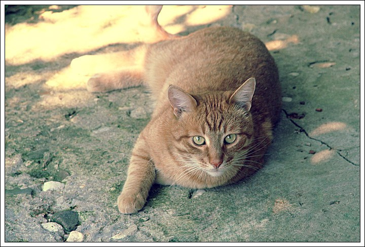 summer кот, лето