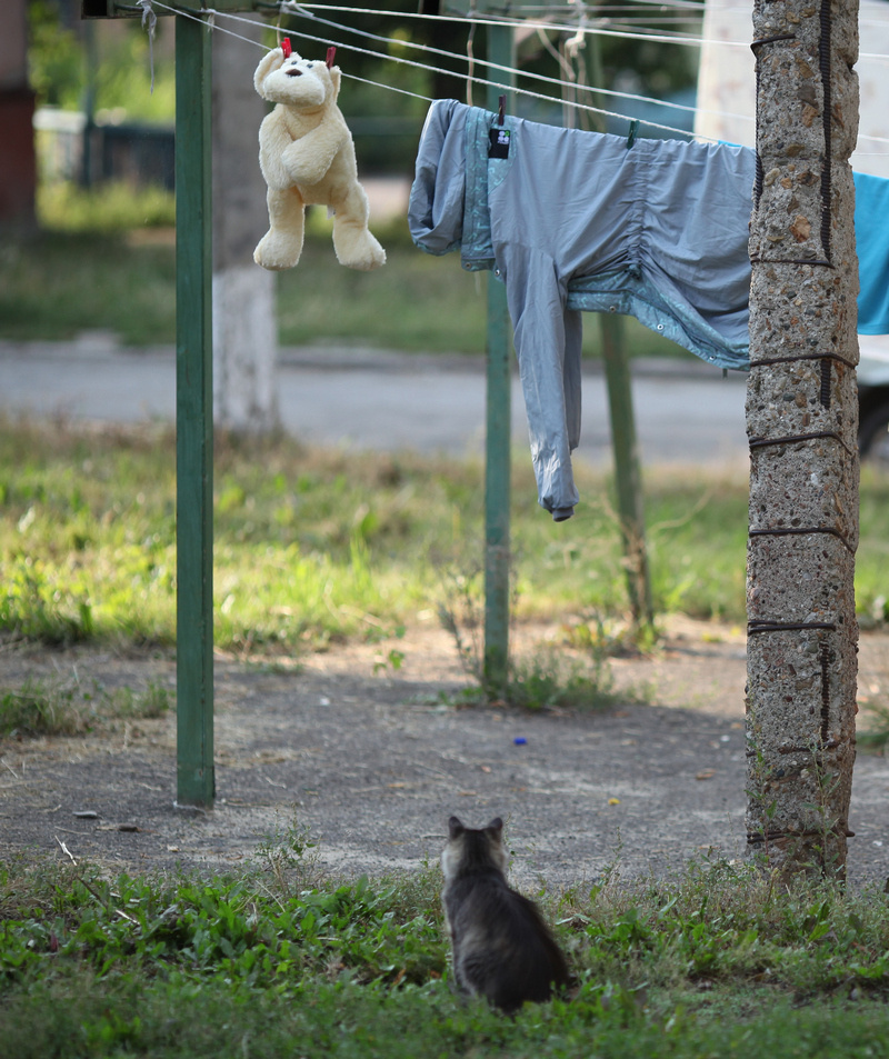 Мечты сбываются кошка кошки животные юмор