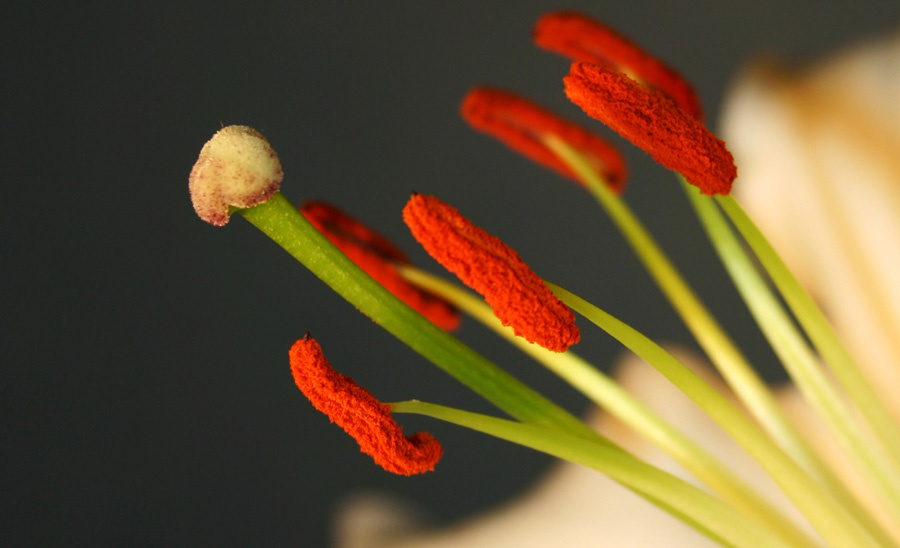 Lily (Fragment) Lily