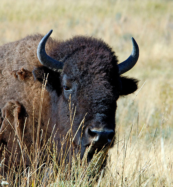 Дневка Бизон, Bison bison, Йелоустонский национальный парк, Yellowstone National Park, Bison
