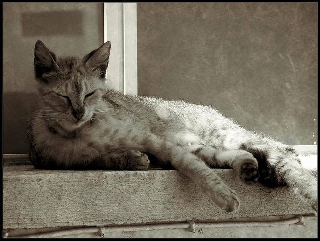 кошачья сиеста кошка