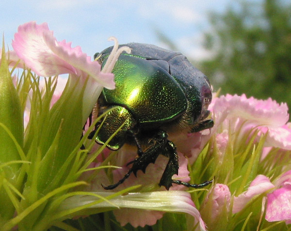 bug on flower жук майский