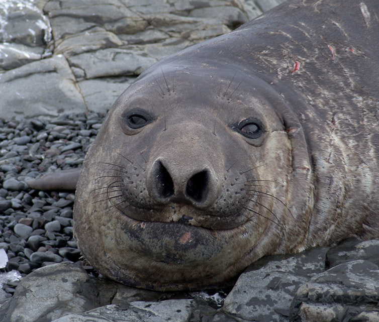 Elephant seal.Portrait1 Hannah point1