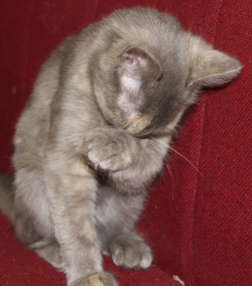Стесняюсь я котенок кот кошка юмор