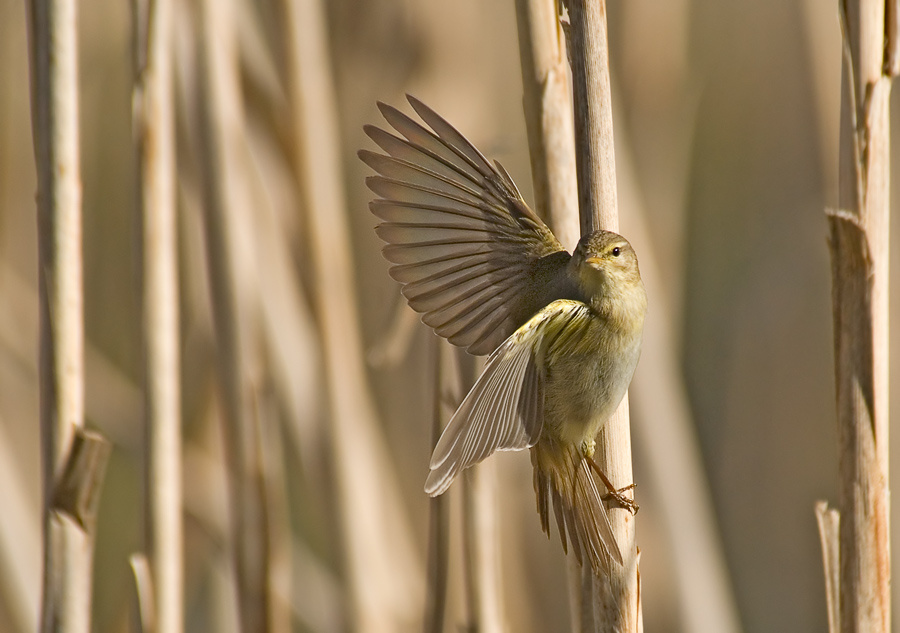 Камышовая пенка Пеночка-весничка, Willow Warbler, Phylloscopus trochilus