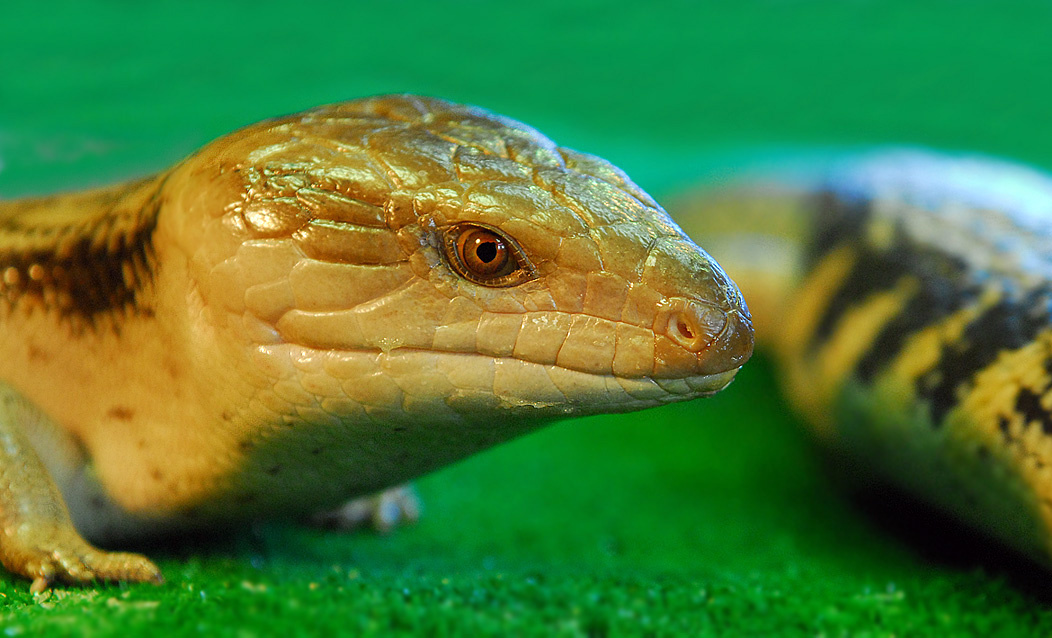 Я вообще-то замужем... гигантский сцинк Tiliqua scincoides