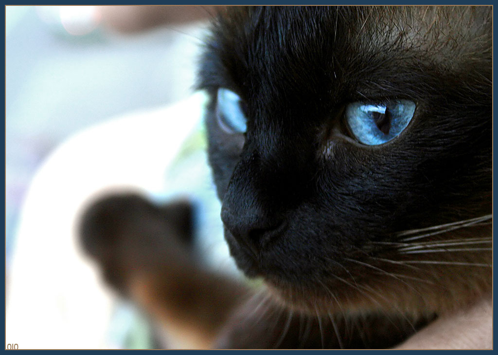 cat_eye кошка, глаз, взгляд