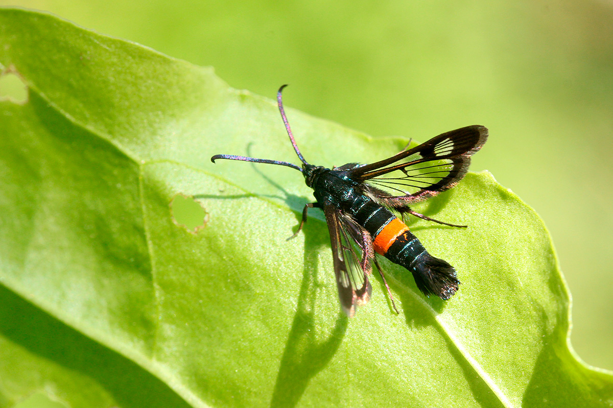 Стеклянница яблонная, Synanthedon myopaeformis. Стеклянница яблонная Synanthedon myopaeformis бабочка природа июнь Владимирская область