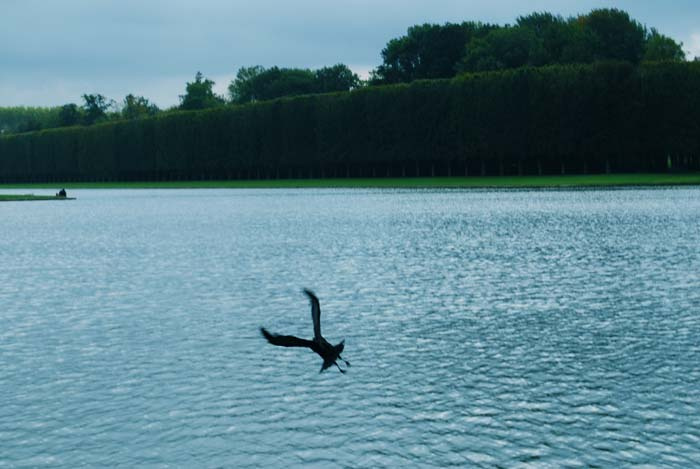 Птица 1 Версаль, ворон, вода