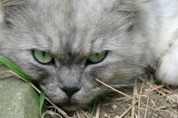 котяра кшка, зеленые глаза