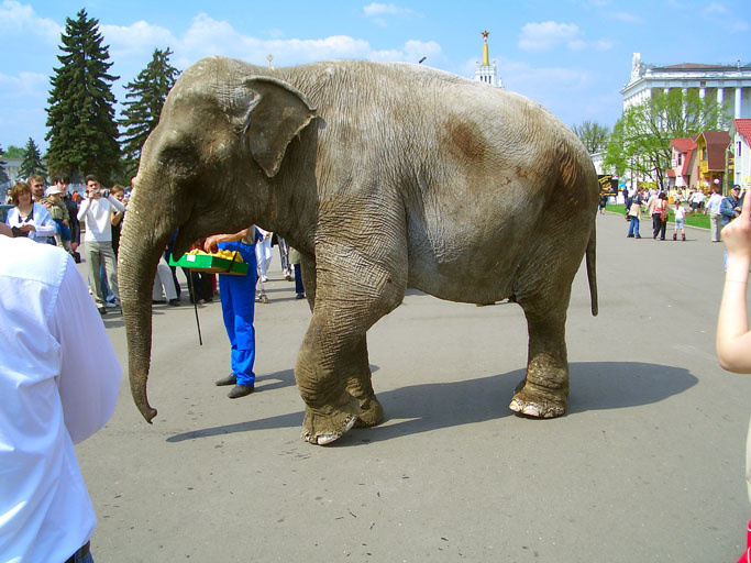 Слон слон