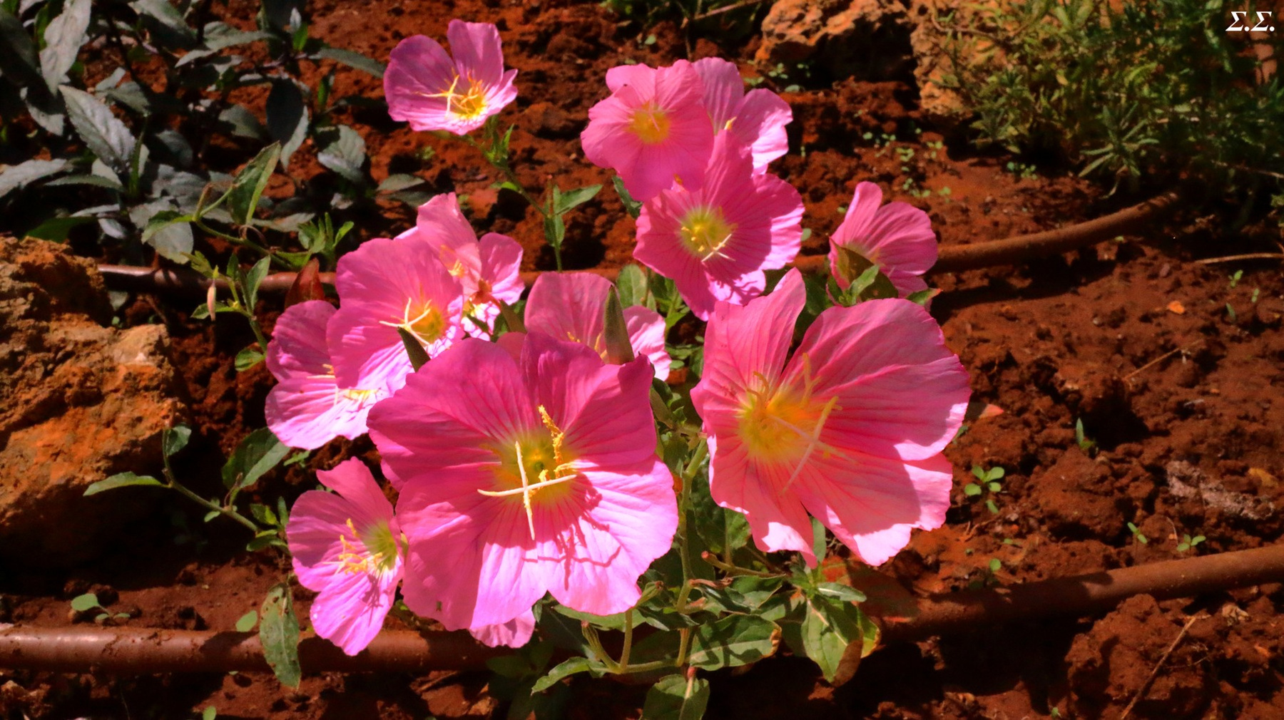 BLUME 