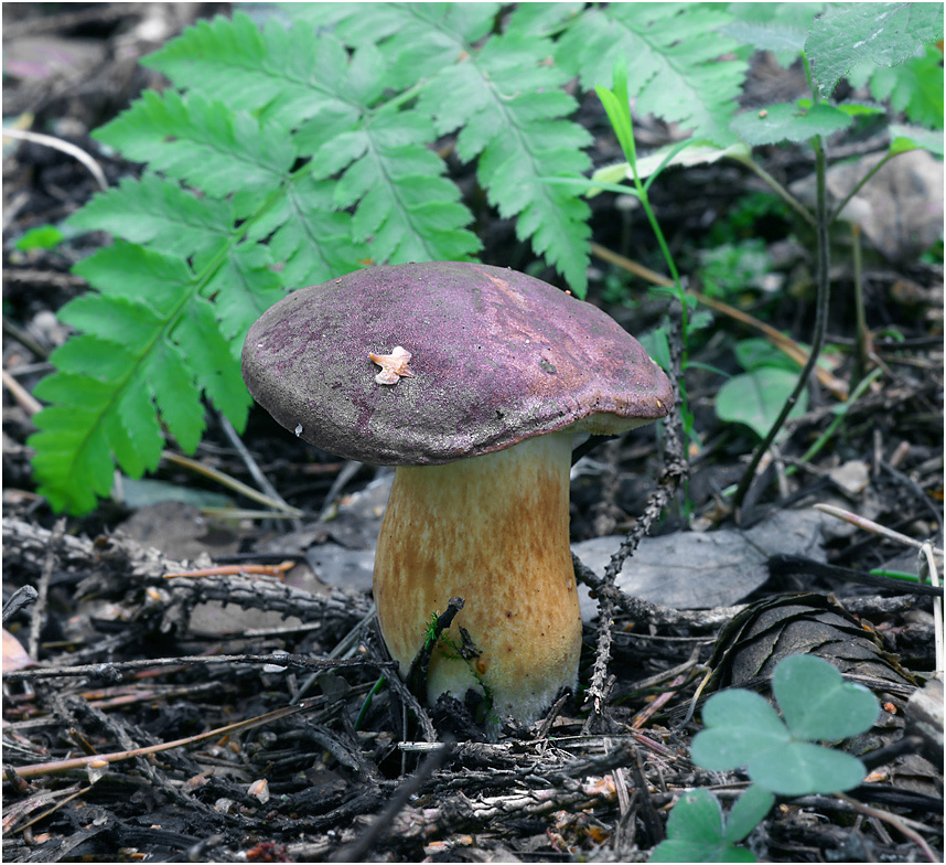 Boletus badius - Польский гриб. Boletus badius Польский гриб.