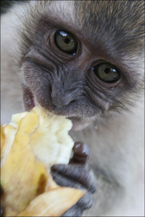 Чревоугодие... обезьяна таиланд банан banana thailand monkey