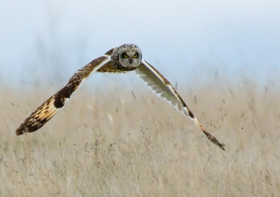 Болотная Болотная сова, Short-eared Owl, Asio flammeus