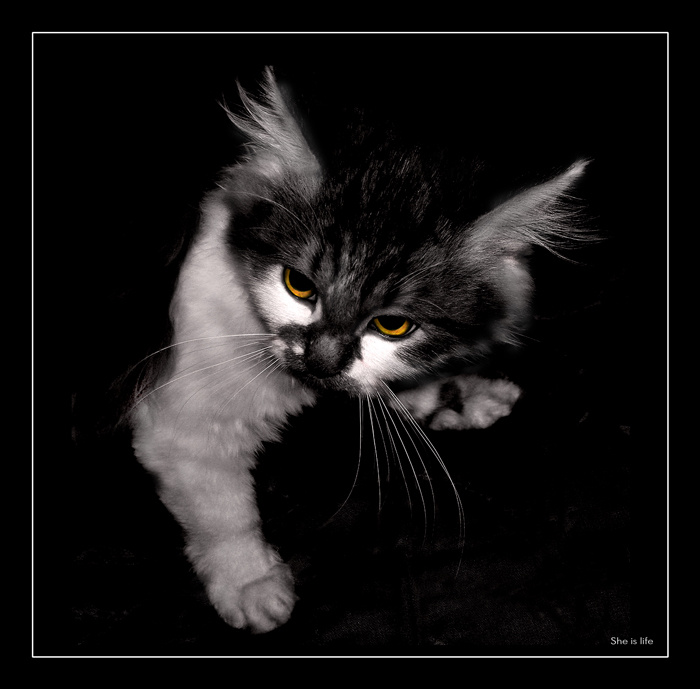 В каждом котенке живет... Котенок, охота, ночь, взгляд...