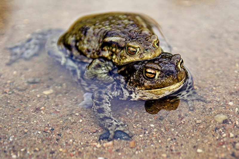 froggy style лагушки любовь