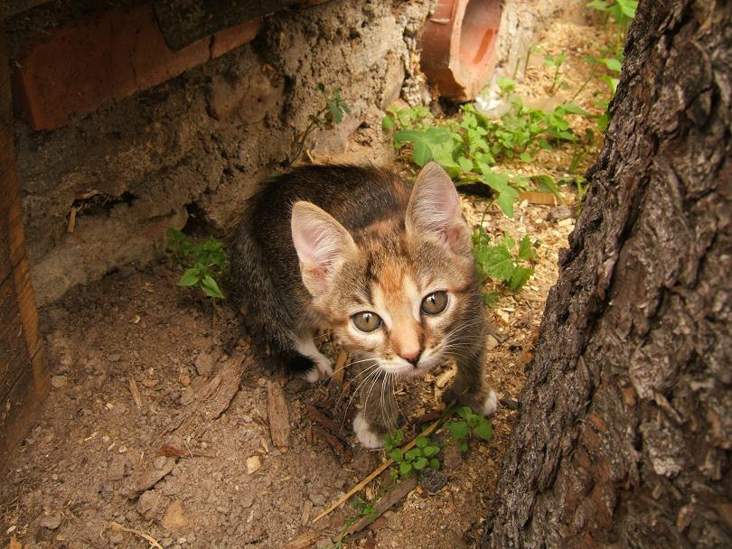 Хищник кошка животное кошара хищьник