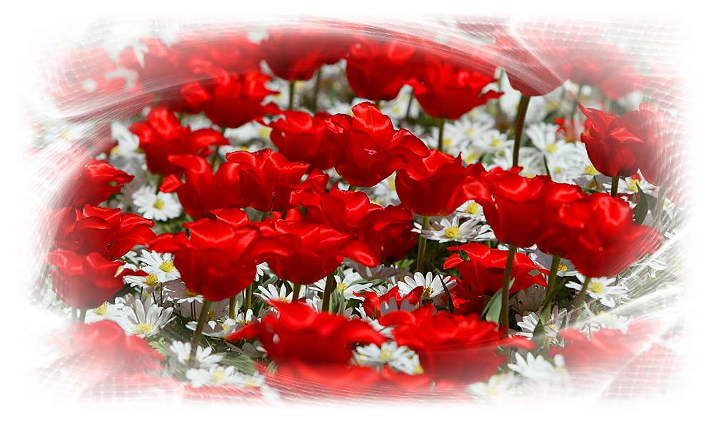 без названия Keukenhof Holland Nederlands